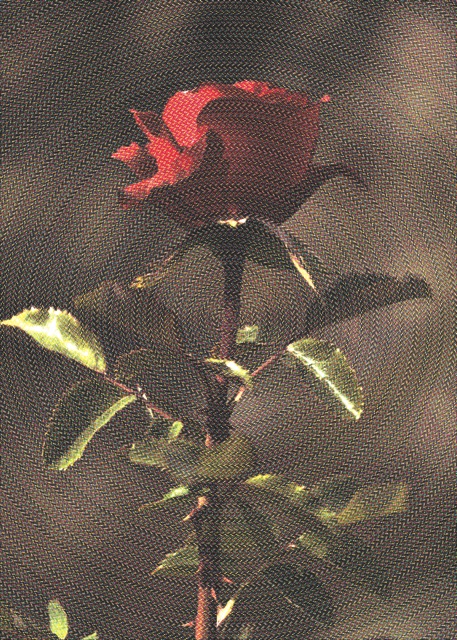Loading Image
