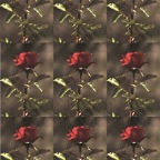 acb Souvenir Every Rose Has Its Thorn 2