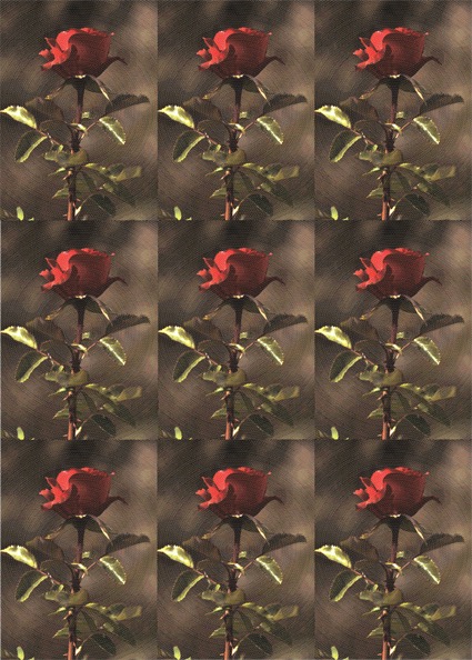 Every Rose Has It's Thorn II