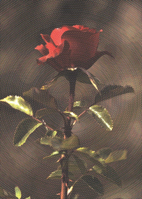 acb_Works_Souvenir_Every_Rose_Has_Its_Thorn