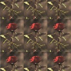 acb_Works_Souvenir_Every_Rose_Has_Its_Thorn_2