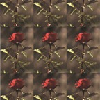 acb_Works_Souvenir_Every_Rose_Has_Its_Thorn_2